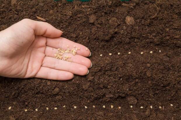 5 признаков качества на которые стоит обратить внимание при выборе семян для рассады