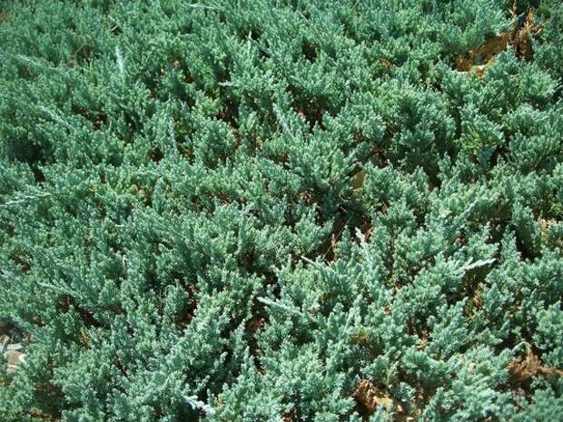 Juniperus horizontalis Wilton. Фото с сайта imgkid.com