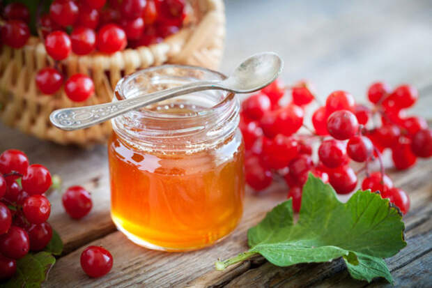 Калина с медом: рецепты от кашля