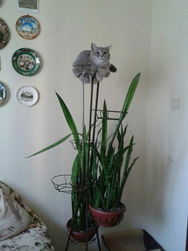 25 котиков, забравшихся в необычные места животные, котики, коты, юмор