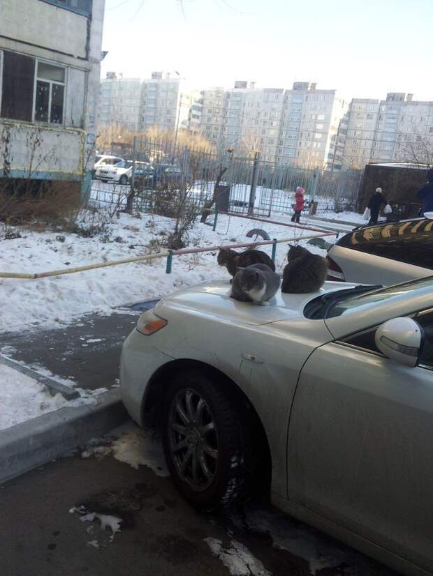 Подборка автомобильных приколов авто, автомобили, автоприкол, автоприколы, подборка, прикол, приколы, юмор