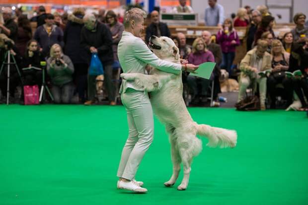 Выставка собак Crufts Dog Show 2019 проходит в Великобритании