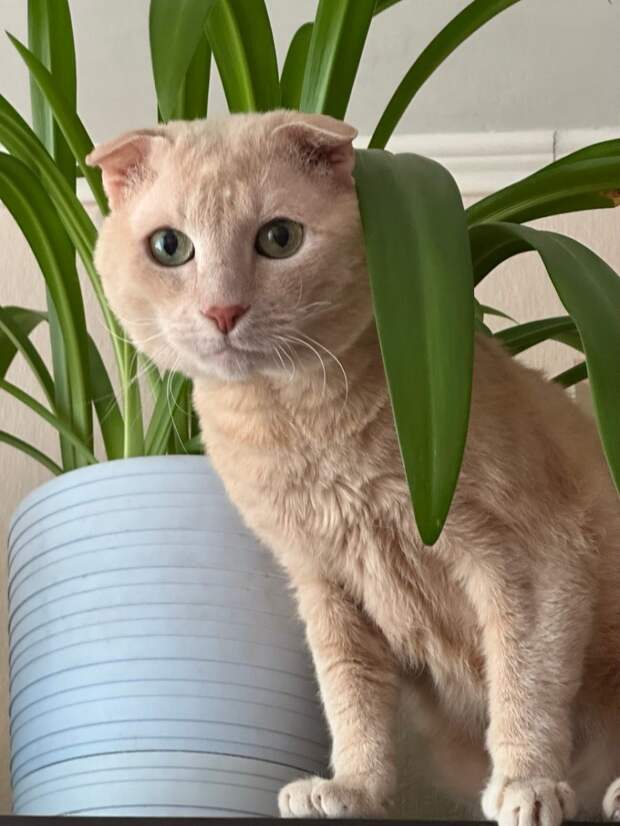 Что делать, если завели кота, а у ребёнка развилась аллергия?