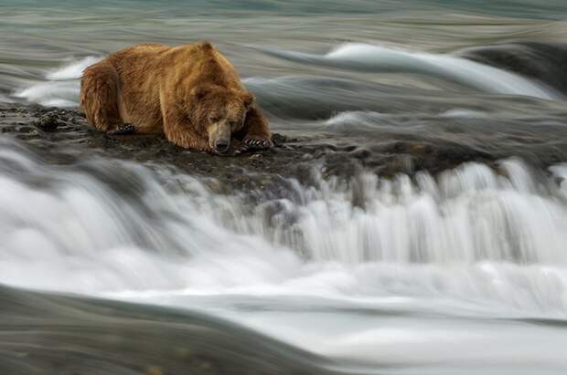 Медведь заснул, глядя на водопад