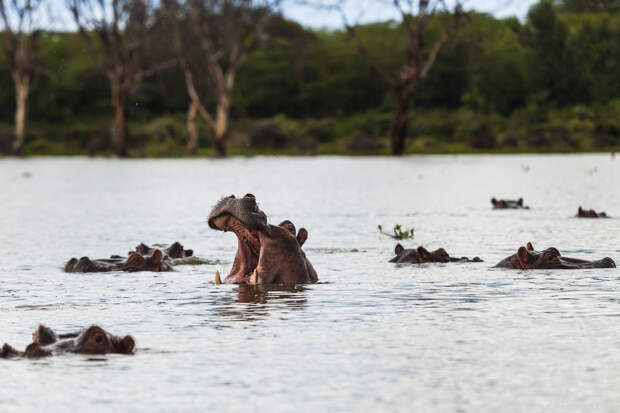 Озеро Найваша — в гостях у бегемотов