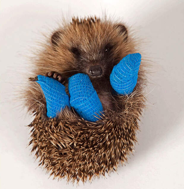 10 крохотных животных в миниатюрных гипсовых повязках