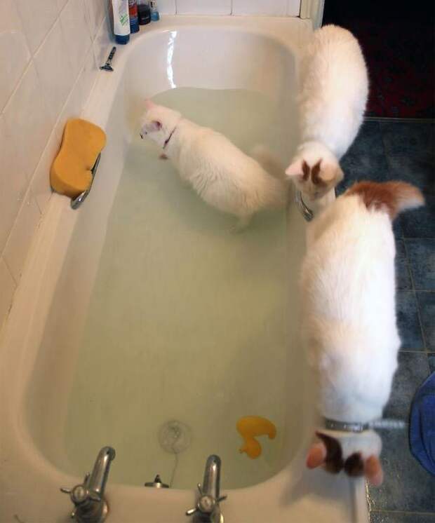 коты любят воду, коты купаются, коты вода
