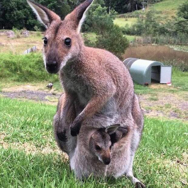 Благодарная кенгуру пришла к женщине, которая её спасла… с неожиданным гостем