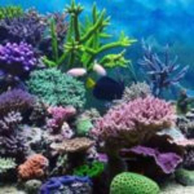 Что представляют из себя кораллы, они живые или растения?