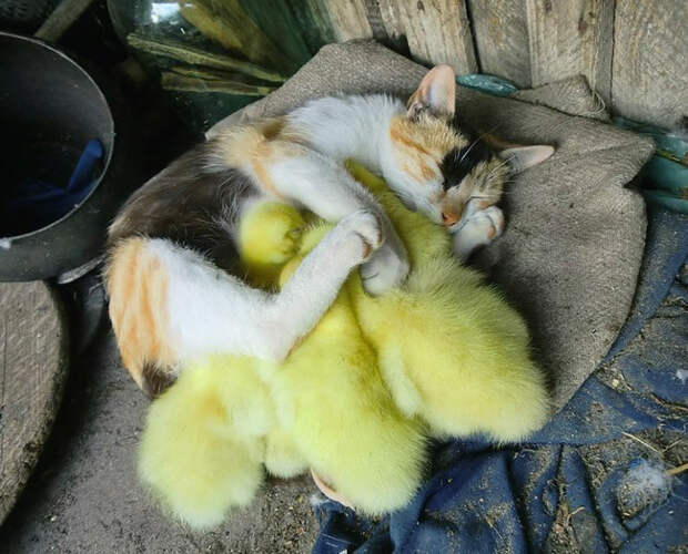 кошки многогранные личности 
