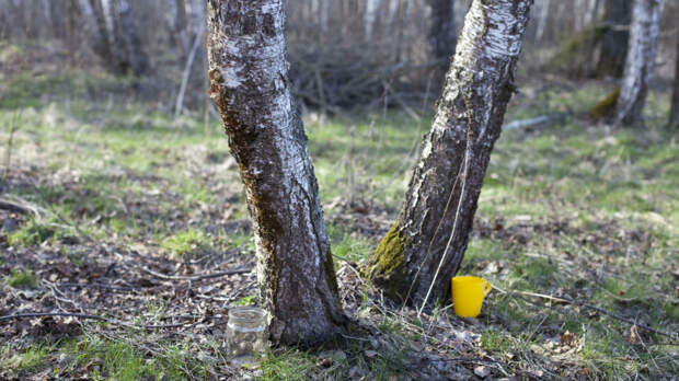 Суперфуд? Названы неожиданные полезные свойства березового сока