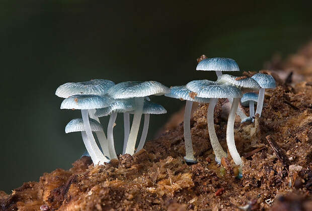 Fungi12 Fungi12 Самые красивые грибы в мире
