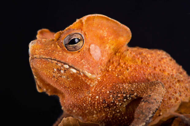 Красивая жаба Rhinella lescurei