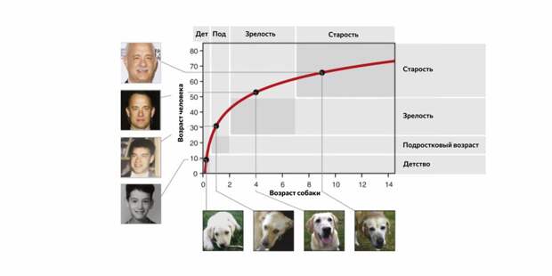 Соотношение возраста собак и людей