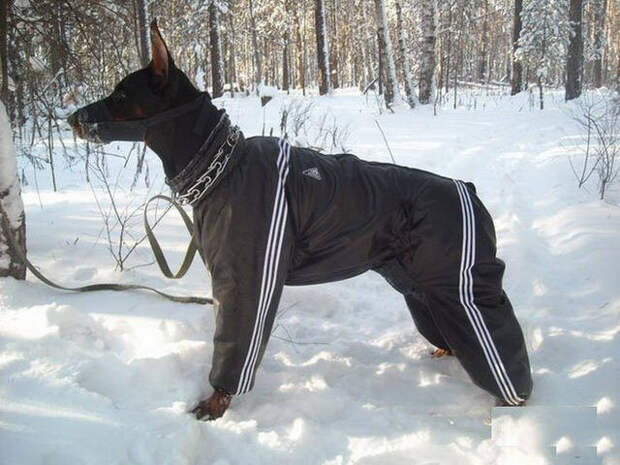 Наша Раша