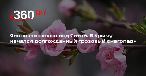 В японском саду в Крыму открылся пятый ежегодный фестиваль цветения сакуры