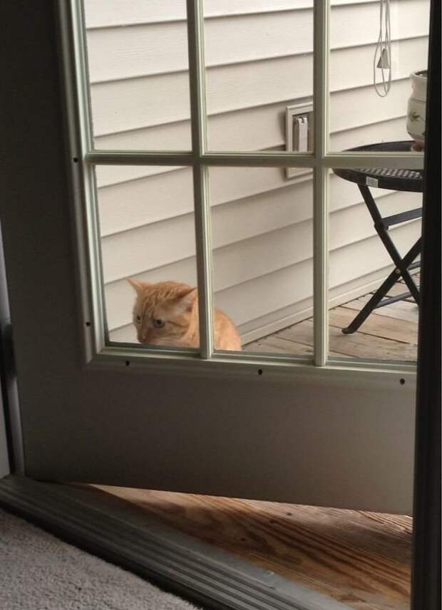 Коты, при виде которых невозможно не смеяться