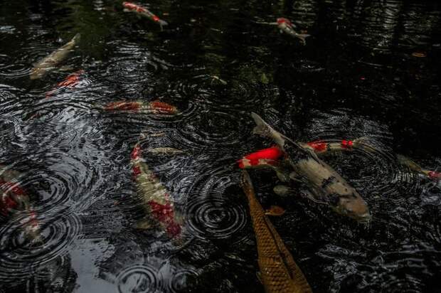 11 нереально красивых фото, сделанных в Японии в сезон дождей