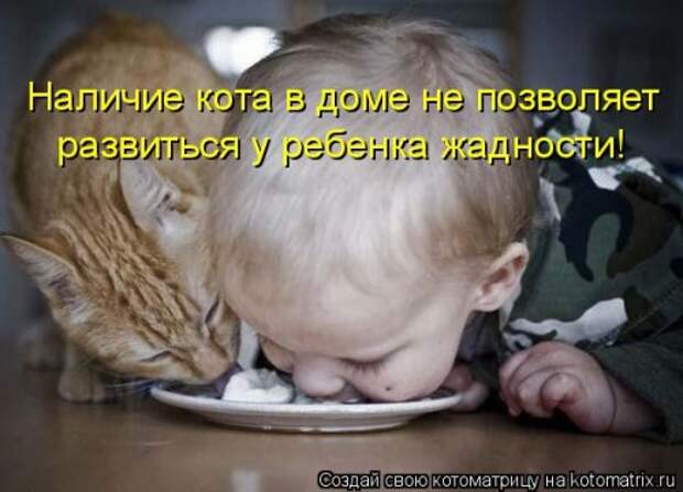 Свежая котоматрица (20 фото)