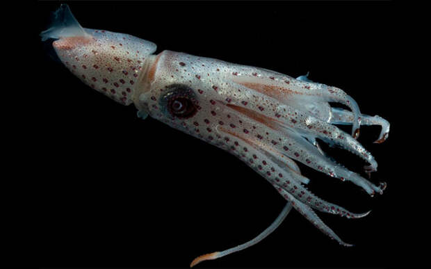 Кальмар «Украшенный драгоценностями зонтик». 10 самых странных морских моллюсков