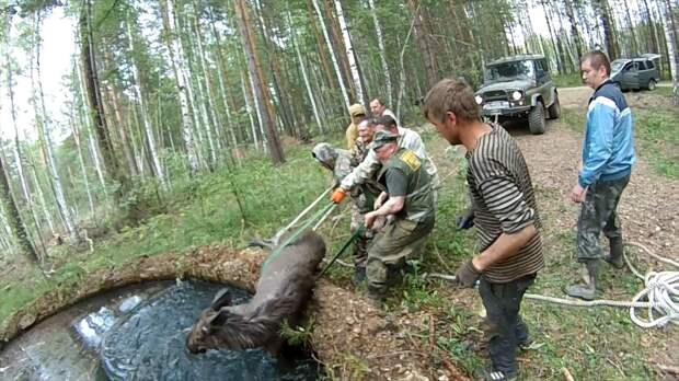На Урале спасли лосиху, провалившуюся в бассейн заброшенного химзавода
