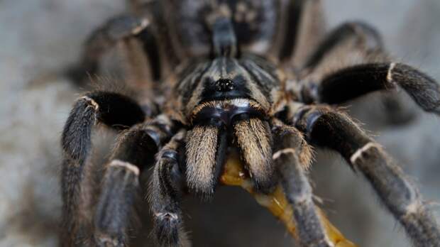 Новый род тарантулов нашли благодаря их гигантским гениталиям