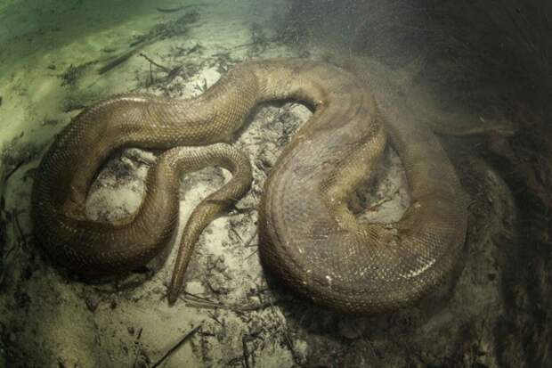 Swiss diver Franco Banfi went to the Mato Grosso region of Brazil to capture these amazing close-up of enormous anaconda snakes in their natural habitat. These underwater beasts feed on rodents, birds and fish, lurking close to surface coiled and ready to strike. PHOTOGRAPH PROVIDED BY IBERPRESS +393358099068 http://www.iber-press.com/ redazione@iber-press.com