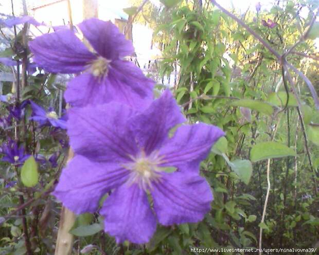 Photo-0377 (700x560, 348Kb)