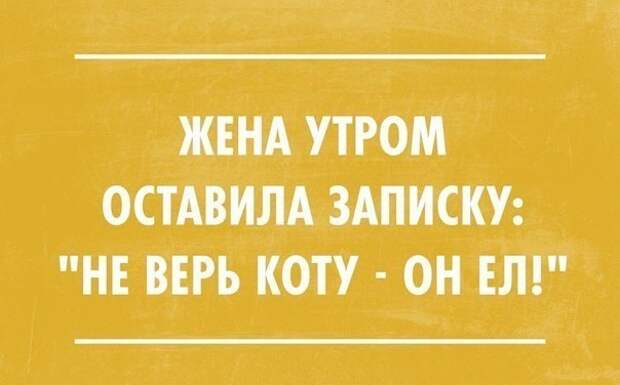 Картинки с надписями про котов