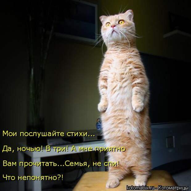 Лучшие котоматрицы недели (50 фото)