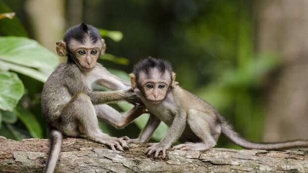 ultrasound brain-machine interface neuroscience tech monkeys