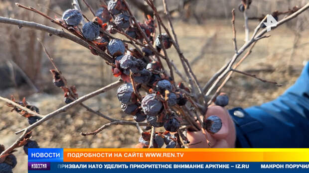 Сбор черной хурмы начался в Дагестане