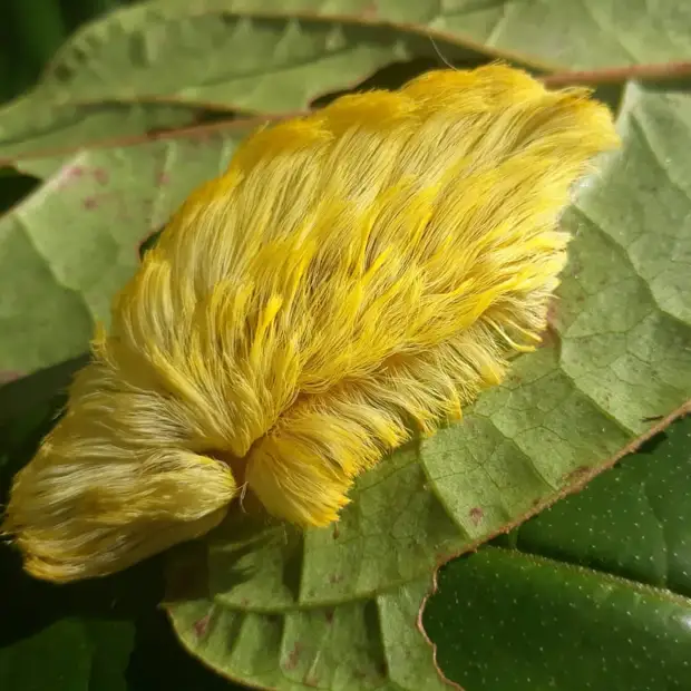 Диковинные насекомые, которых природа наделила инопланетной внешностью