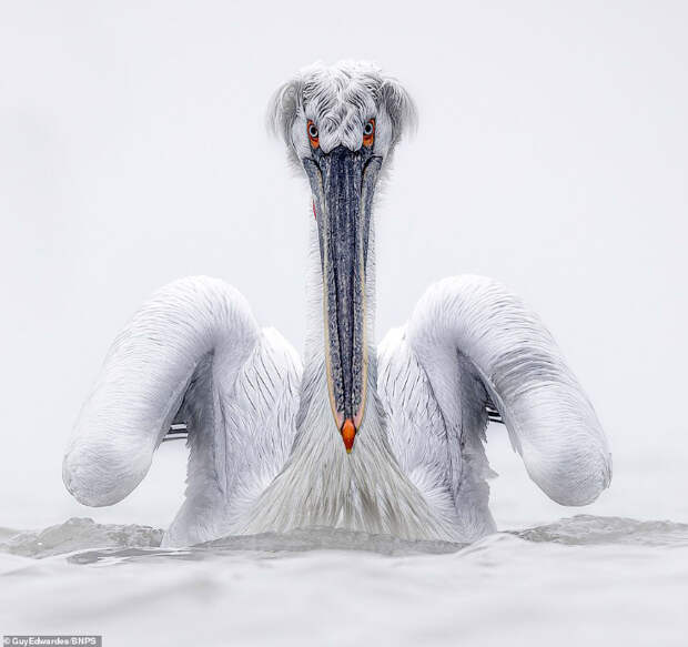 Пеликаны в фотографиях