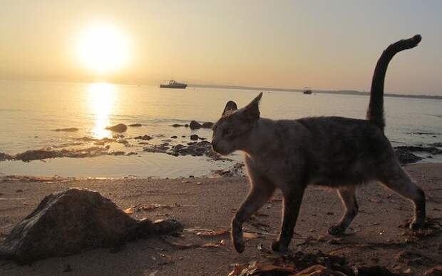 Кошачий пляж в Италии покорил тысячи туристов животные, коты, факты