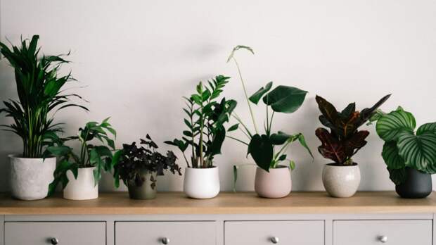 Как правильно увлажнять цветы зимой, чтобы они не сохли и радовали глаз