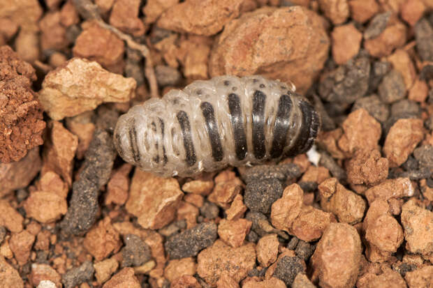 Женщина чихнула личинкой овода