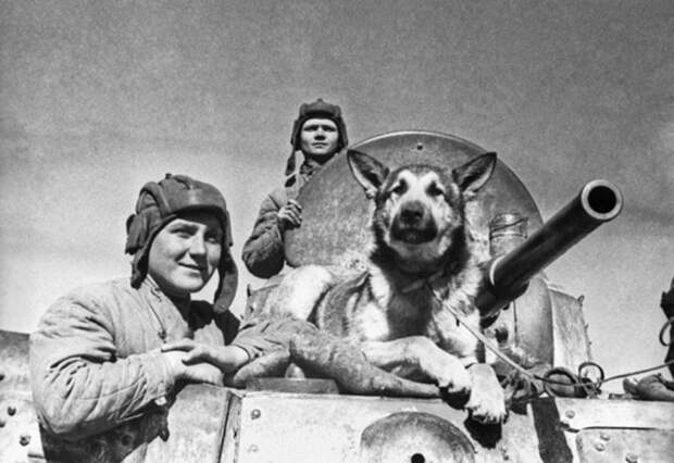 10 знаменитых собак Второй мировой войны вторая мировая, вторая мировая война, животные, история, собаки