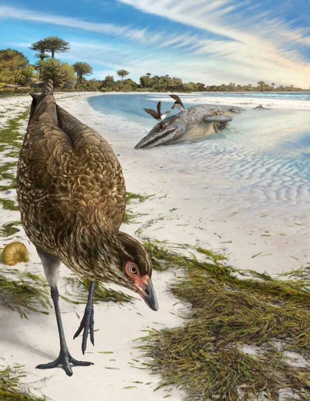 Обнаружены останки общего предка кур, уток и гусей