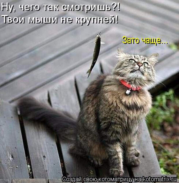 kotomatritsa_aB (490x500, 185Kb)