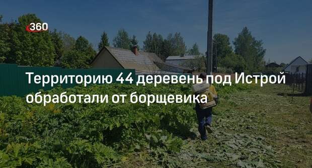 Территорию 44 деревень под Истрой обработали от борщевика