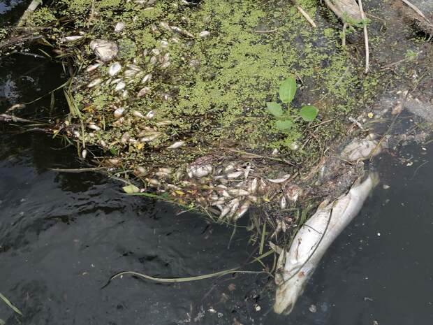 В Удмуртии на месте гибели рыбы в реке Вала взяты пробы воды