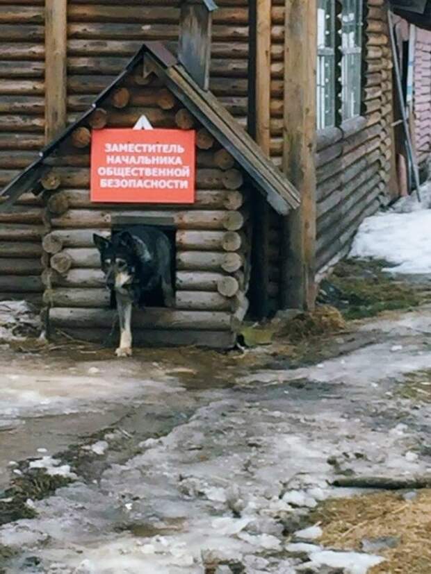 Картинок вам принёс...