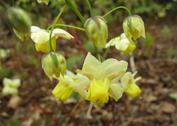 Горянка перистолистная, или Эпимедиум перистый (Epimedium pinnatum)