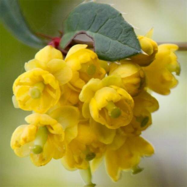 Барбарис (berberis vulgaris)