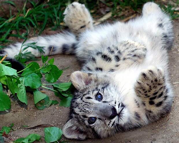 Котята хищных кошек такие мимими BabyBigCats02 Котята хищных кошек такие мимими