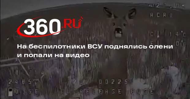 Олень попытался сбить дрон с зарядом в зоне СВО