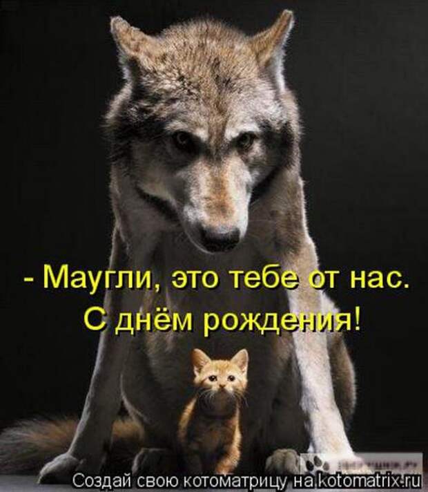Котоматрицы (картинки с надписями)