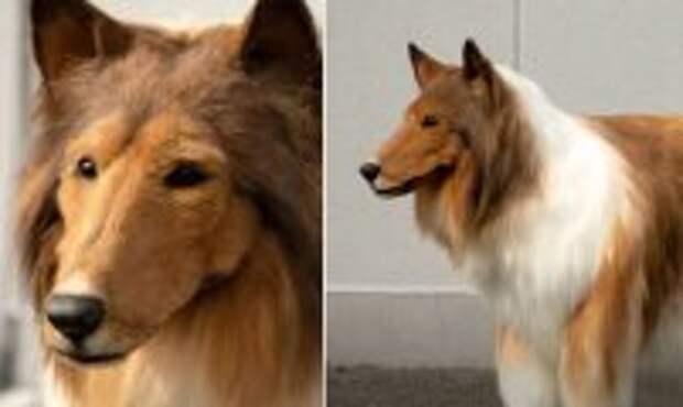 Вокруг света: Как живет японец, который потратил 2 миллиона, чтобы превратиться в колли