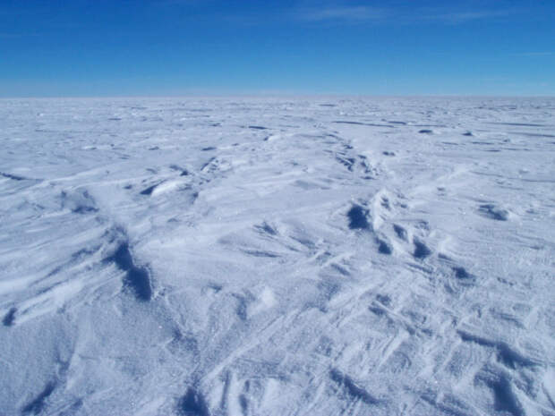 В Антарктиде подо льдами нашли существо, ранее неизвестное науке